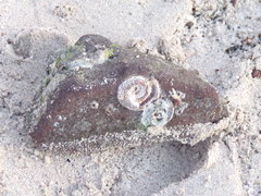 Vermetoidea