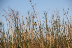 Pseudocolopteryx sclateri