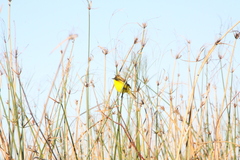 Pseudocolopteryx sclateri