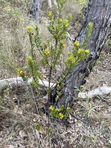Pultenaea millarii observed 2023-06-15