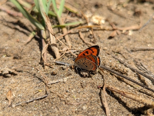 Lustrous Copper photo 6