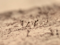 Chaenothecopsis pusiola