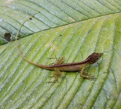 Anolis gracilipes