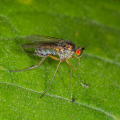 Dolichopus dakotensis