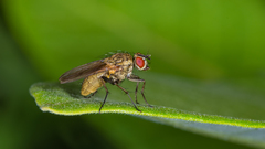 Hydrophoria lancifer