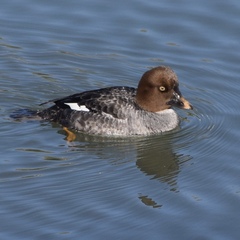 Bucephala
