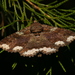 Lunate Zale Moth - Photo (c) David George, some rights reserved (CC BY), uploaded by David George
