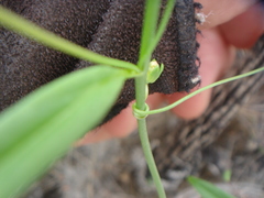 Neogaerrhinum filipes
