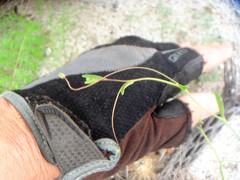 Neogaerrhinum filipes