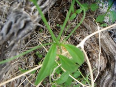Neogaerrhinum filipes