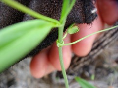 Neogaerrhinum filipes