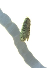 Biocellata alfarae