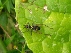 Phylloscyrtus amoenus