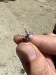 Phacelia quickii