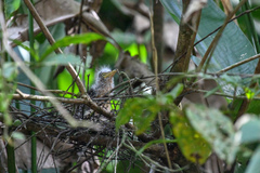 Zebrilus undulatus