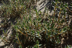 Pimelea lyallii