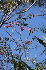 Handroanthus