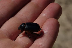 Pericoptus