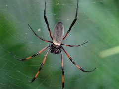 Trichonephila inaurata