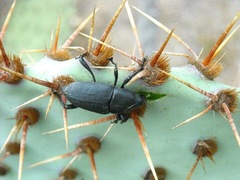 Cactophagus spinolae validus