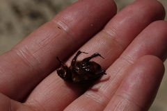 Pericoptus
