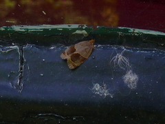 Clepsis dumicolana