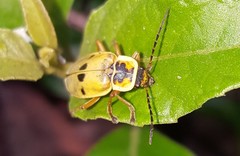 Chauliognathus flavipes