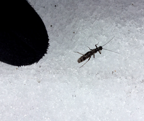 iNaturalist observation photo of Rolled-winged, Forest, and Winter Stoneflies