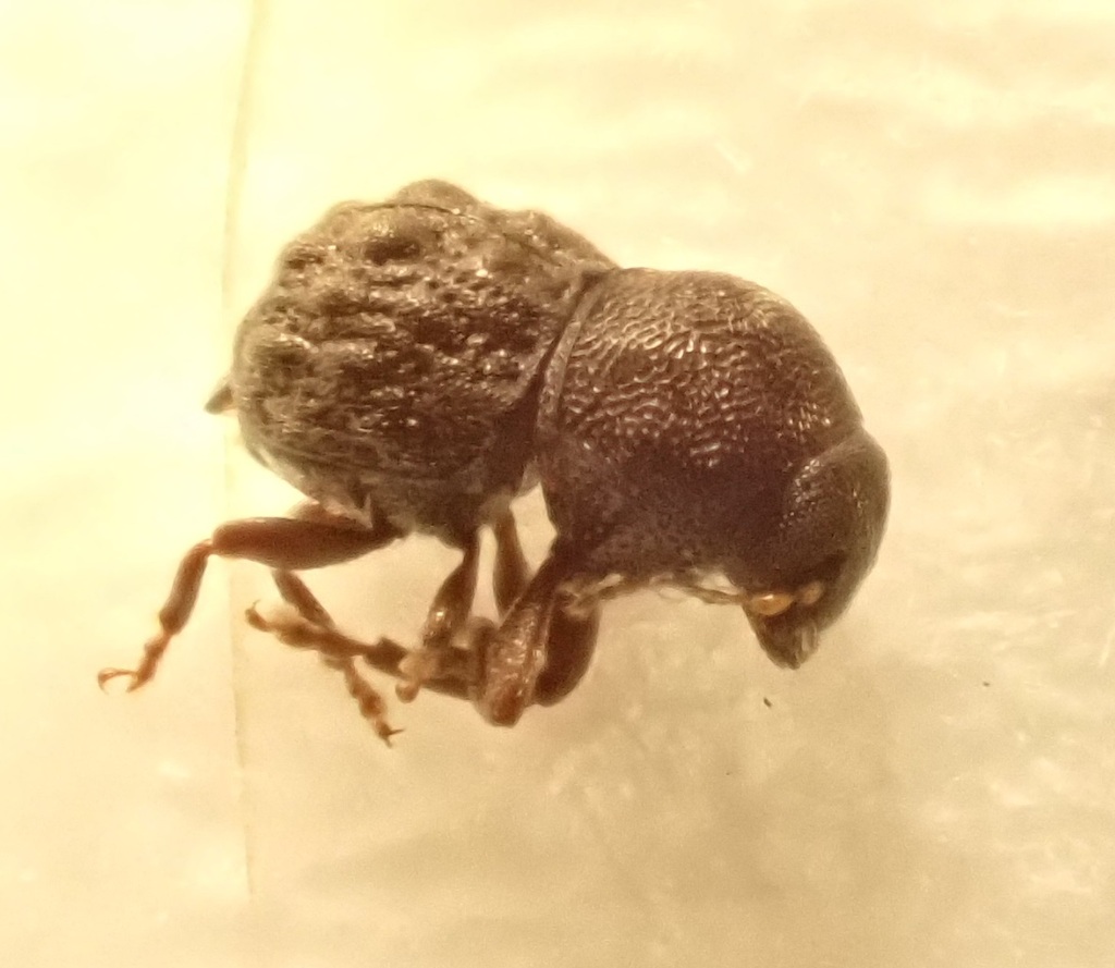Notochoragus thoracicus