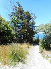 Nothofagus cliffortioides