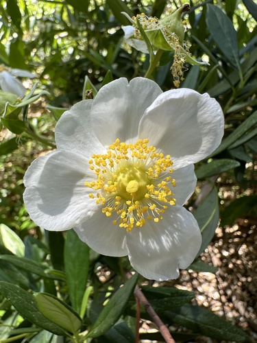 Bush Anemone
