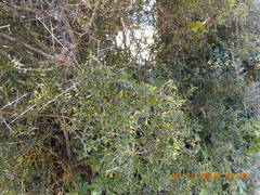 Nothofagus cliffortioides