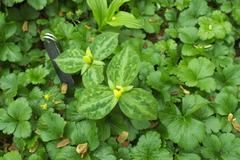Trillium discolor