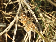 Phyciodes pallescens