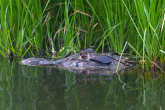 Melanosuchus niger