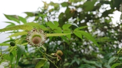 Rubus linearifoliolus