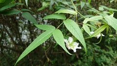 Rubus linearifoliolus