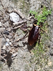 Periplaneta australasiae image
