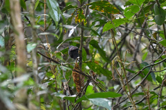 Myrmelastes hyperythrus