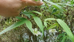 Rubus linearifoliolus