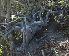 Ficus petiolaris