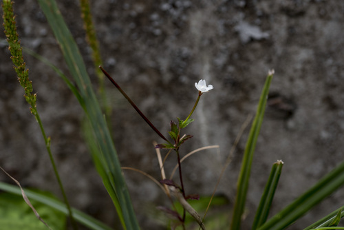 Image of Epilobium amurense by (c) Licheng Shih, some rights reserved (CC BY)