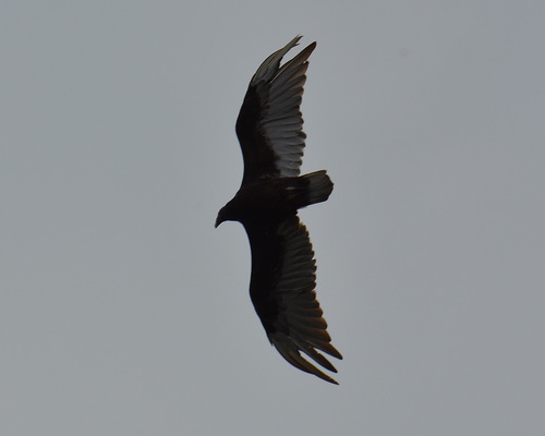Turkey Vulture
