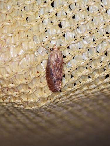 Greater Wax Moth photo 6