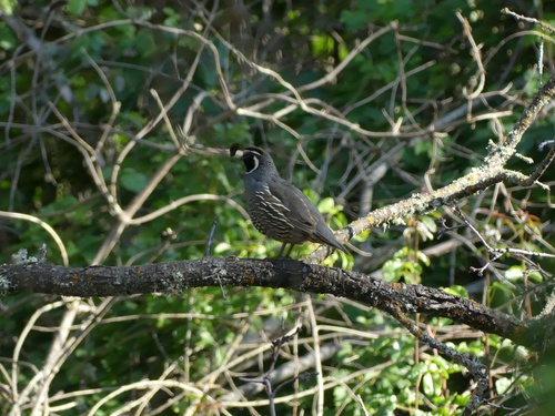 iNaturalist observation photo of California Quail