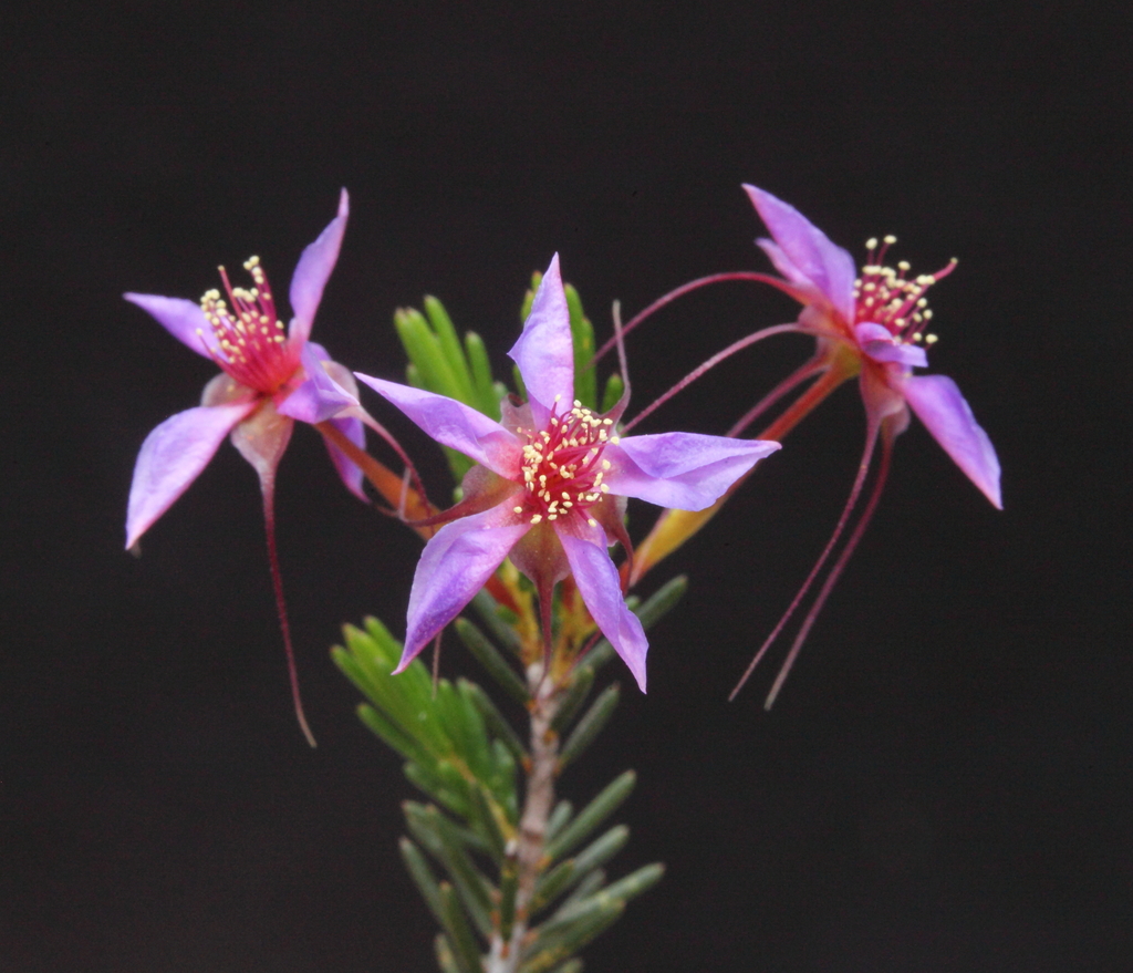 Calytrix gracilis