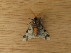 Biston strataria