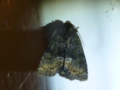 Oligia latruncula