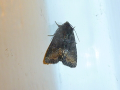 Oligia latruncula