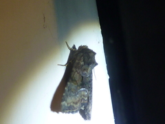 Oligia latruncula